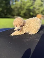 Baby, a female Poodle - Toy  for sale in Denham Springs, LA – 2 of 3