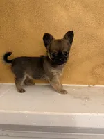 Sha, a female Chihuahua for sale in Denham Springs, LA – 6 of 6