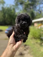 Knight Rider, a male Poodle - Toy  for sale in Denham Springs, LA – 4 of 8
