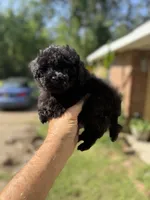 Knight Rider, a male Poodle - Toy  for sale in Denham Springs, LA – 5 of 8