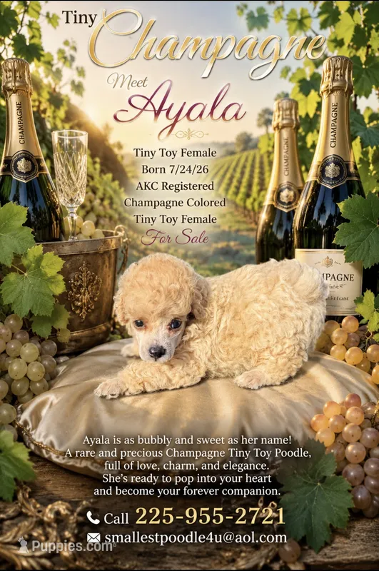Baby – Poodle - Toy  puppy for sale in Denham Springs, LA