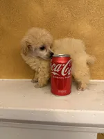 Posh, a female Poodle - Toy  for sale in Denham Springs, LA – 3 of 7