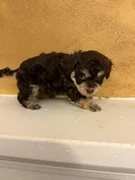 Candy , a female Poodle - Toy  for sale in Denham Springs, LA – Photo 8 of 8