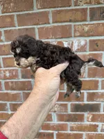 Candy , a female Poodle - Toy  for sale in Denham Springs, LA – Photo 2 of 8