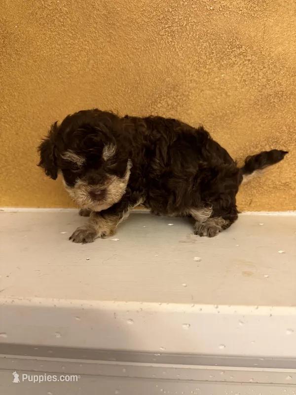 Candy  – Poodle - Toy  puppy for sale in Denham Springs, LA