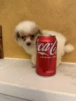 Menu, a female Poodle - Toy  for sale in Denham Springs, LA – 5 of 6