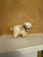 Menu, a female Poodle - Toy  for sale in Denham Springs, LA – 4 of 6