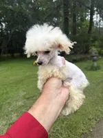 Frosty, a male Poodle - Toy  for sale in Denham Springs, LA – 9 of 10