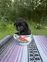Biddy, a male Poodle - Toy  for sale in Denham Springs, LA – 2 of 8