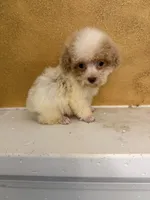 Gilligan, a male Poodle - Toy  for sale in Denham Springs, LA – 3 of 4