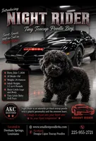 Knight Rider, a male Poodle - Toy  for sale in Denham Springs, LA – 3 of 8