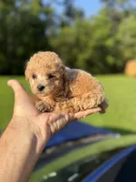 Balfour, a male Poodle - Toy  for sale in Denham Springs, LA – 2 of 4