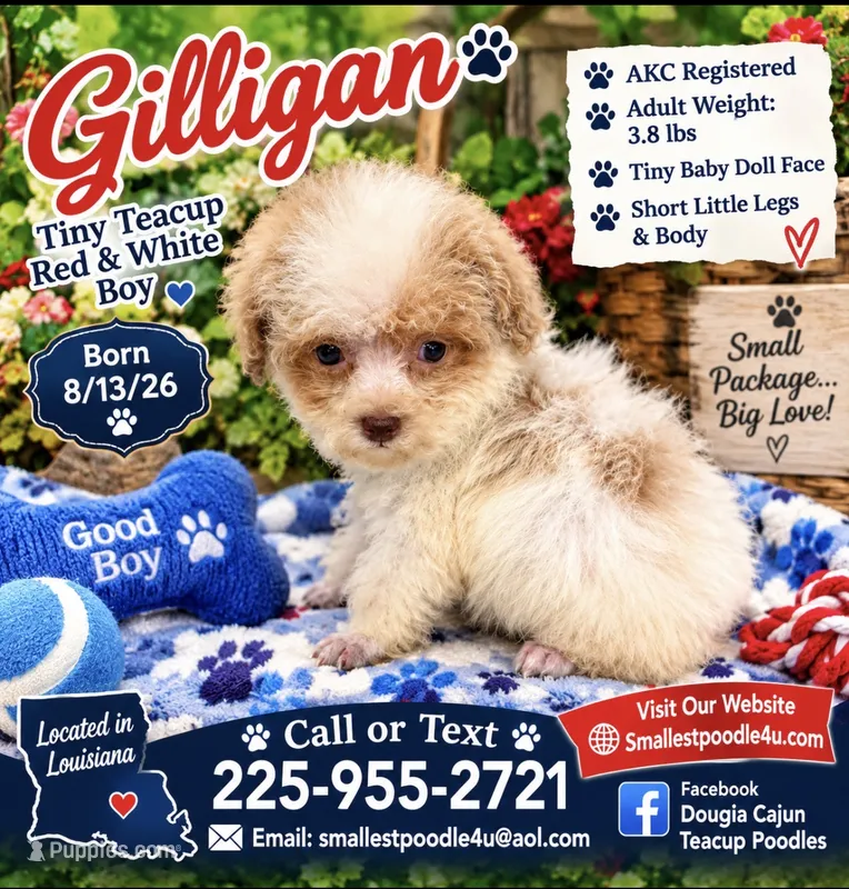 Gilligan – Poodle - Toy  puppy for sale in Denham Springs, LA