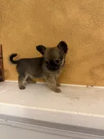 Sha, a female Chihuahua for sale in Denham Springs, LA – 1 of 6