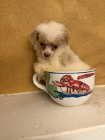 Menu, a female Poodle - Toy  for sale in Denham Springs, LA – 6 of 6