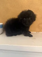 Knight Rider, a male Poodle - Toy  for sale in Denham Springs, LA – 6 of 8