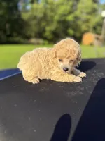 Toot, a female Poodle - Toy  for sale in Denham Springs, LA – 3 of 3
