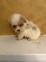 Gilligan, a male Poodle - Toy  for sale in Denham Springs, LA – 4 of 4
