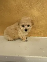 Silly, a female Poodle - Toy  for sale in Denham Springs, LA – Photo 2 of 10