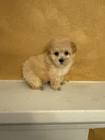 Silly, a female Poodle - Toy  for sale in Denham Springs, LA – Photo 7 of 10
