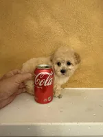 Silly, a female Poodle - Toy  for sale in Denham Springs, LA – Photo 4 of 10
