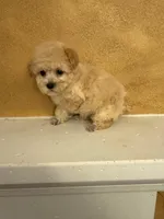 Silly, a female Poodle - Toy  for sale in Denham Springs, LA – Photo 9 of 10