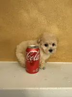 Silly, a female Poodle - Toy  for sale in Denham Springs, LA – Photo 3 of 10