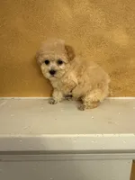 Silly, a female Poodle - Toy  for sale in Denham Springs, LA – Photo 8 of 10