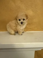 Silly, a female Poodle - Toy  for sale in Denham Springs, LA – Photo 5 of 10