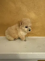 Silly, a female Poodle - Toy  for sale in Denham Springs, LA – Photo 10 of 10