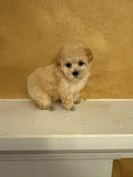 Silly, a female Poodle - Toy  for sale in Denham Springs, LA – Photo 6 of 10