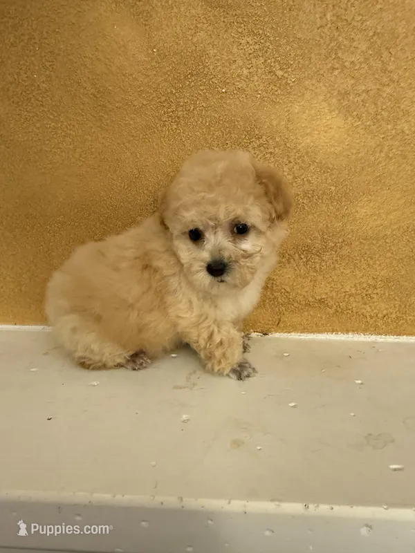 Silly, a female Poodle - Toy  for sale in Denham Springs, LA – Photo 1 of 10