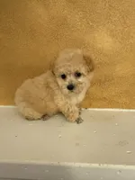 Silly, a female Poodle - Toy  for sale in Denham Springs, LA – Photo 1 of 10