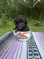Biddy, a male Poodle - Toy  for sale in Denham Springs, LA – 7 of 8