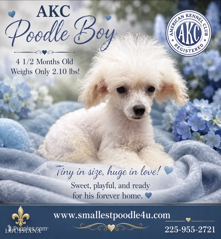 Frosty – Poodle - Toy  puppy for sale in Denham Springs, LA