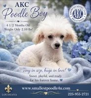 Frosty, a male Poodle - Toy  for sale in Denham Springs, LA – 1 of 10