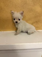 Poppy, a male Chihuahua for sale in Denham Springs, LA – Photo 5 of 8