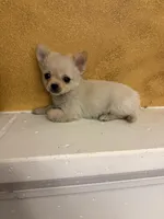 Poppy, a male Chihuahua for sale in Denham Springs, LA – Photo 7 of 8