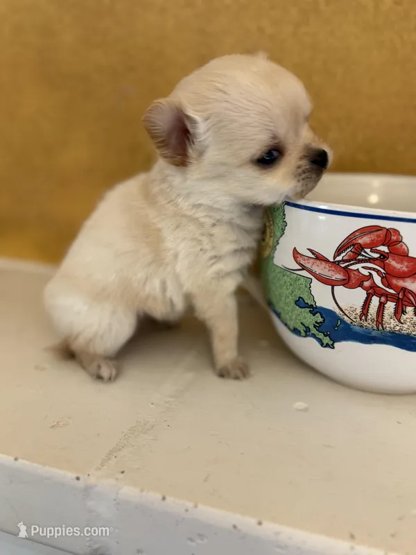 Poppy – Chihuahua puppy for sale in Denham Springs, LA