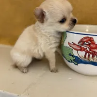 Poppy, a male Chihuahua for sale in Denham Springs, LA – Photo 1 of 8