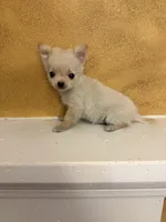 Poppy, a male Chihuahua for sale in Denham Springs, LA – Photo 4 of 8