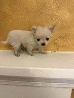 Poppy, a male Chihuahua for sale in Denham Springs, LA – 9 of 10