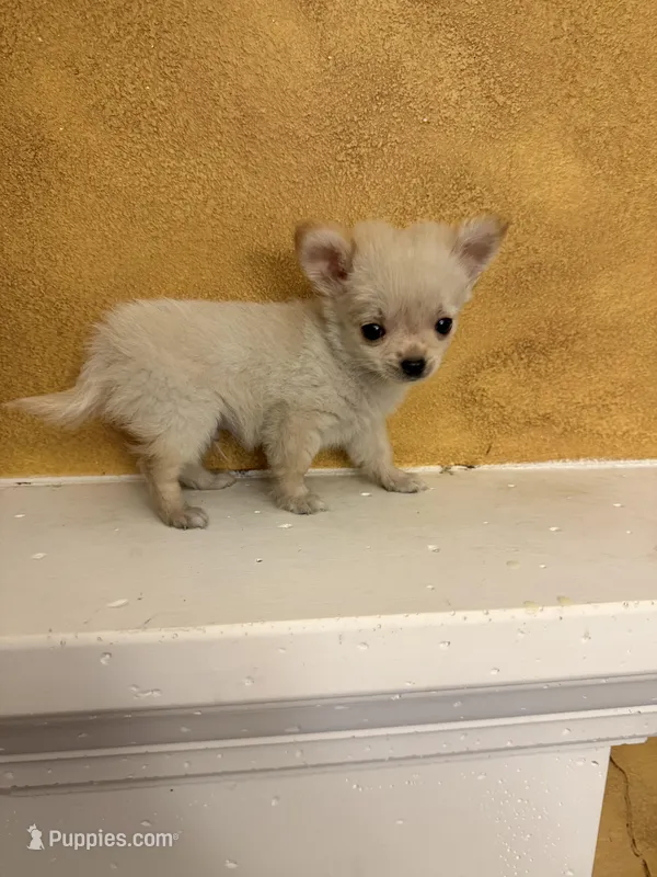 Poppy – Chihuahua puppy for sale in Denham Springs, LA