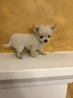 Poppy, a male Chihuahua for sale in Denham Springs, LA – Photo 3 of 8