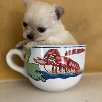 Poppy, a male Chihuahua for sale in Denham Springs, LA – Photo 2 of 8