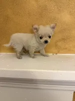 Poppy, a male Chihuahua for sale in Denham Springs, LA – 10 of 10