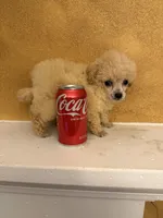 Posh, a female Poodle - Toy  for sale in Denham Springs, LA – 6 of 7