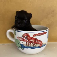 Ticky, a male Chihuahua for sale in Denham Springs, LA – Photo 2 of 6