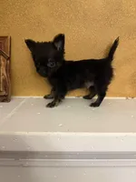 Ticky, a male Chihuahua for sale in Denham Springs, LA – Photo 6 of 6