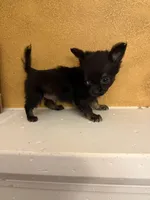 Ticky, a male Chihuahua for sale in Denham Springs, LA – Photo 5 of 6